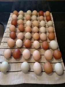 Fresh brown and green eggs on towel on counter